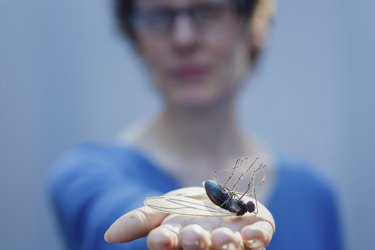 Bridget Bailey, Portrait with dead fly, May 2017. Photo: Tas Kyprianou