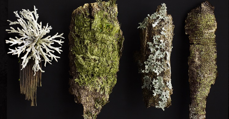 Amanda Cobbett: Moss Bark and Lichen (OS)TQ 085 447