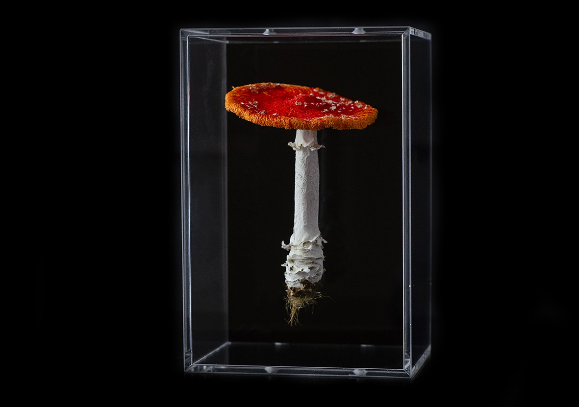 Amanda Cobbett: Amanita muscaria, 2019, The cap and gills; free machine embroidery, stem; paper mache, covered with a fine silk embellished, including  thread detail for the root and earth as if freshly pulled from the earth