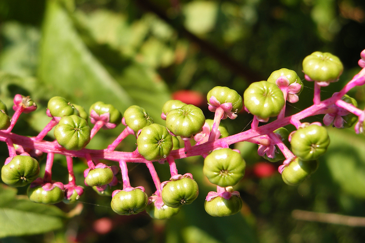 Fulvia Luciano, Phytolacca, 2015