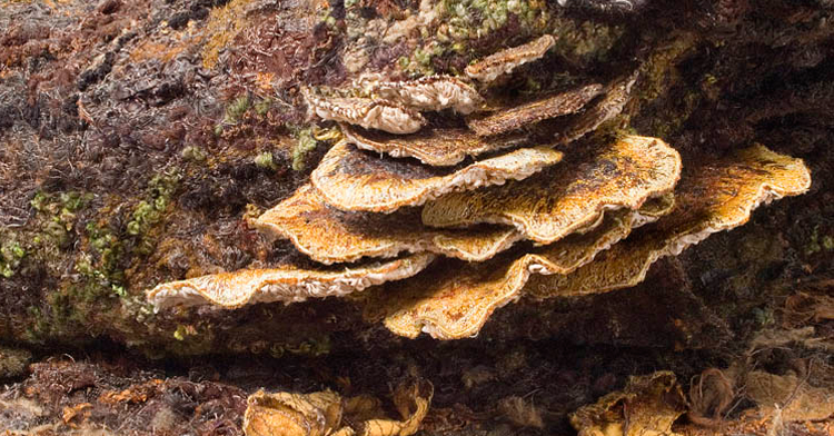 Heather Collins creates textile sculptures|Heather Collins is a textile artist inspired by landscapes||Woodland Floor (Fungus detail) - Heather Collins|Nature inspired textile art by Heather Collins|Heather Collins finds inspiration in seascapes and landscapes|Award-winning piece of art by Heather Collins|Compost Heap by nature textile artist Heather Collins