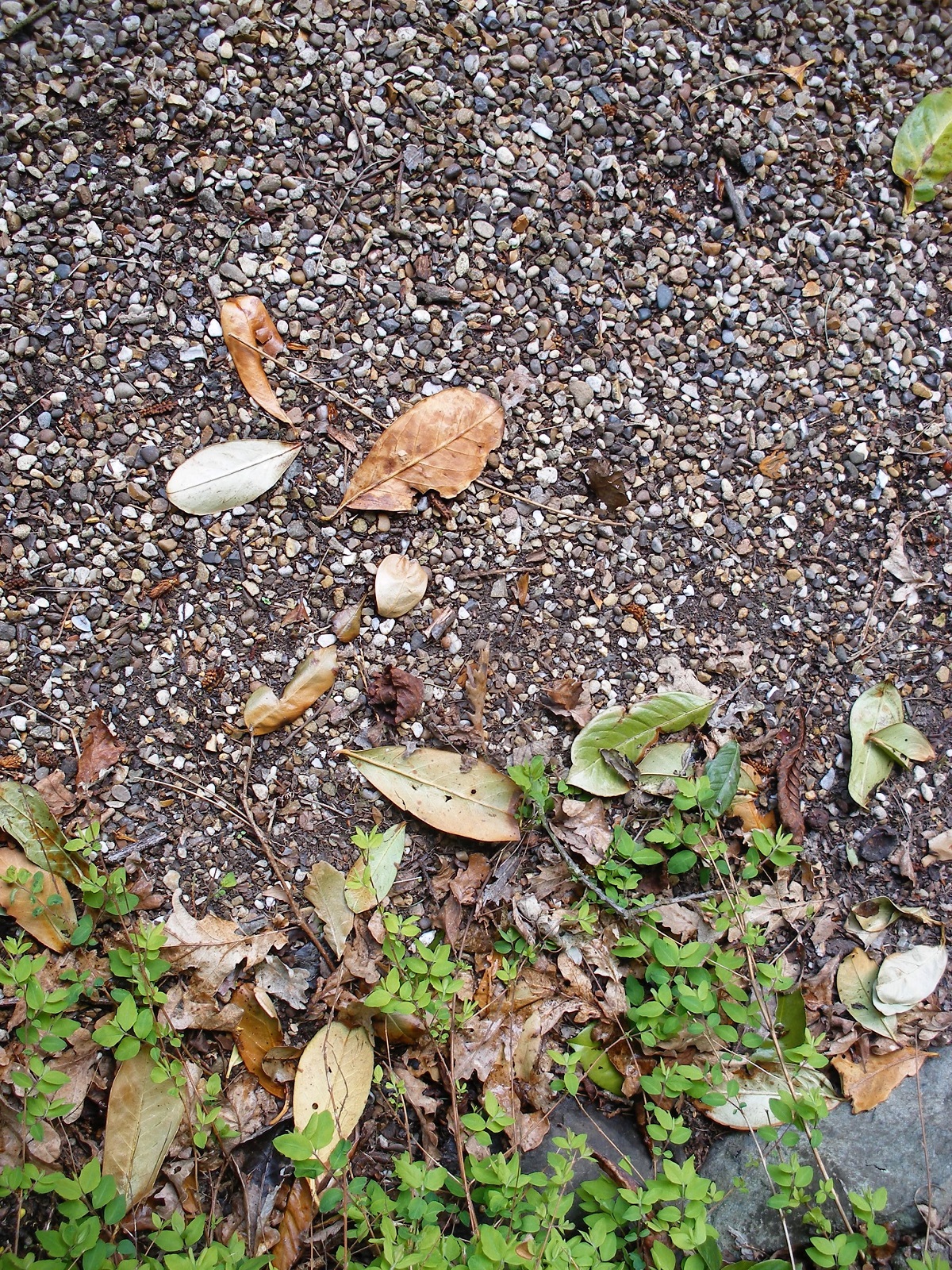 Kate Wells: Gravel and leaves - inspiration photograph 