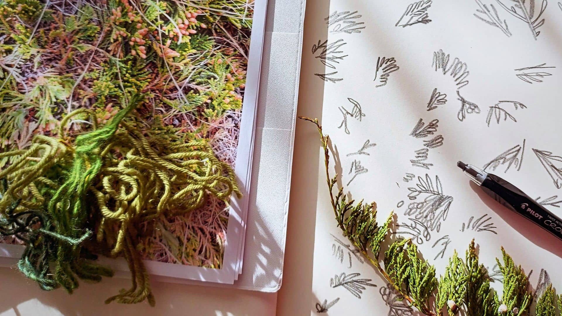 A leafy twig and pencil on top of an artist's sketchbook containing rough sketches of the twig