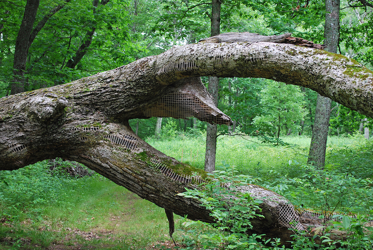 Hannah Streefkerk, Restoration 1, 2009, Tree mended with yarn at I-parks environmental art biennale